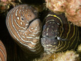 Zebra Moray Eels (Gymnomuraena Zebra)  Hawaii  USA