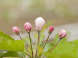 Apple Blossom Buds in the Spring