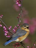 A Female Eastern Bluebird (Sialia Sialis)  Eastern USA