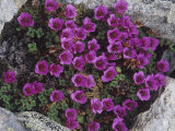 Purple Saxifrage  Saxifraga Oppositifolia  a Tundra Wildflower  Alaska  USA