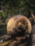 Beaver on Land Near a Pond (Castor Canadensis)  North America