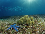 Blue Starfish (Linckia)  Corals  and Sea Grass  Indonesia  Sulawesi  Indian Ocean