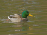 Male Mallard Swimming  Anas Platyrhinos  North America