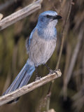 Florida Scrub Jay  Aphelocoma Coerulescens  a Threatened Species Southern Florida  USA