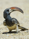 Monteiro's Hornbill  Tockus Monteiri  Etosha Pan National Park  Namibia  Africa