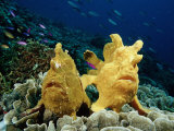 Giant Frogfishes on a Coral Reef (Antennarius Commersonii)  Pacific Ocean  Panglao Island