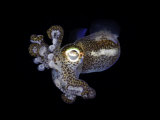 Bobtail Squid (Euprymna Berryi) Indonesia