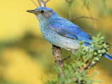 Male Mountain Bluebird (Sialia Currucoides) in a Cedar Western USA