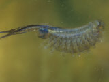 Fairy Shrimp Female with Eggs (Eubranchipus Vernalis)  Eastern USA