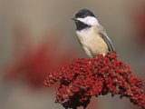 Carolina Chickadee (Poecile Carolinensis) on Sumac  Eastern North America