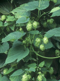 Hops  Humulus Lupulus  Cones Commonly Used in Brewing Beer