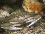 Blue Crab Underwater  Callinectes Sapidus  Eastern North America  Atlantic Ocean