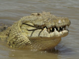 Nile Crocodile  Crocodylus Niloticus  Eating a Grant Gazelle  Masai Mara  Kenya  East Africa