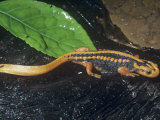 Emperor  Crocodile or Chinese Newt (Tylotriton Verrucosus)  Southern China and Southeast Asia
