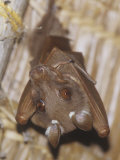 Dobson's Fruit Bat Hanging Upside Down  Epomops Dobsoni  Kenya  Africa