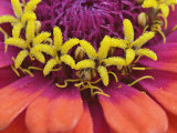 Zinnia Flower Close-Up  Zinnia Elegans  Maine