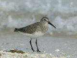 Dunlin in Winter Plumage  Calidris Alpina  North America