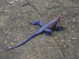 Agama Lizard  Masai Mara  Kenya