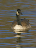 Canada Goose Swimming  Branta Canadensis  North America