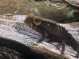 Armoured Chameleon  Brookesia Perarmata  an Endangered Species  Madagascar