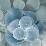 Human Fat Cells