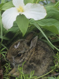 Baby Eastern Cottontail Hiding under a Trillium Flower  Silvilagus Floridanus  Ohio  USA