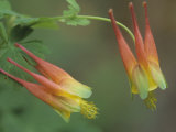 Red Columbine  Aquilegia Formosa  California  USA