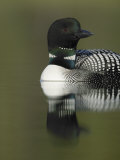 Common Loon (Gavia Immer)  USA