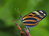 Tiger Butterfly  Heliconius Ismenius  White River Gardens  Indianapolis  In