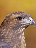 Red-Tailed Hawk  Buteo Jamaicensis  Head Showing its Eye and Bill  North America