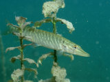 Pike (Esox Lucius)  Bavaria  Germany  Europe