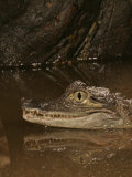 Spectacled Caiman Head  Caiman Crocodilus