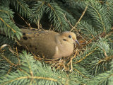Mourning Dove  Zenaida Macroura  on its Nest in a Blue Spruce Tree  Picea Pungens  North America