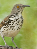 Long-Billed Thrasher  Toxostoma Longirostre  Texas  USA