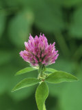 Red Clover Flower (Trifolium Pratense)  North America