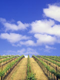 Vineyard  Sonoma Valley  California  USA