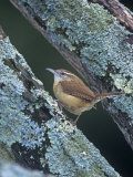 Carolina Wren (Thryothorus Ludovicianus) Eastern USA