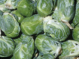 Brussels Sprouts on Stalks (Brassica Oleracea Gemmifera) Developed in Brussels  Belgium