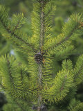 Lodgepole Pine Needles and a Mature Female Cone  Pinus Contorta  Western North America