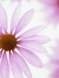 Close-Up of a Coneflower Flower (Echinacea Purpurea)  Primadonna Variety