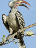 Red-Billed Hornbill  Tockus Erythrorhynchus  Chobe National Park  Botswana  Africa