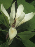 Umbrella Magnolia Flower  Magnolia Tripetala  Eastern North America