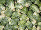 Brussels Sprouts on Stalks (Brassica Oleracea Gemmifera) Developed in Brussels  Belgium