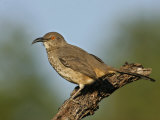 Curve-Billed Thrasher  Toxostoma Curvirostre  Southwestern North America