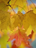 Maple Leaves in the Fall (Acer)