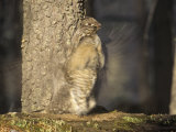 Ruffed Grouse Drumming During its Courtship Display (Bonasa Umbellus)  North America