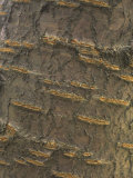 Lenticels on the Bark of a Cherry Tree
