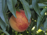 Red Haven Peach  Prunus Persica  Growing on Tree