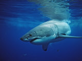 Great White Shark  Carcharodon Carcharias  Mexico  Pacific Ocean  Guadalupe