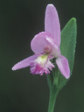 Rose Pogonia Flower  Pogonia Ophioglossoides  a Native Orchid  Eastern USA